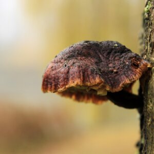 lions mane grzyby witalne biowen