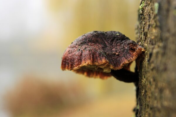 lions mane grzyby witalne biowen
